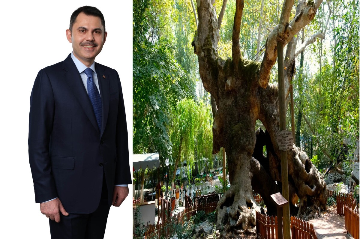   Bu Çınar Ağacı Kanuni’yi de Gördü Evliya Çelebi’yi de
